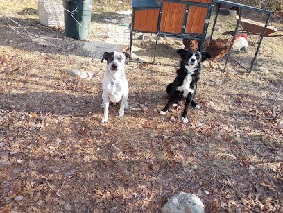 Dog day care in Waldo Maine Wight Birch Farm and Kennels 1