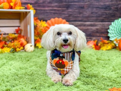 Dog day care in Waldwick New Jersey Kathy Santo Dog Training 1