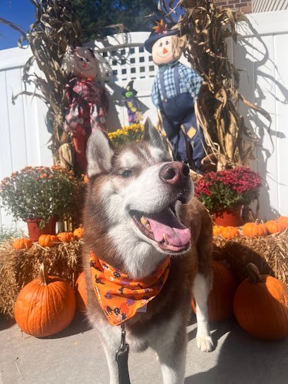 Dog day care in Waldwick New Jersey Tanner s Canine Resort 1