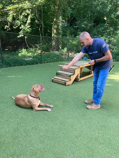 Dog day care in Walland Tennessee Troubled to Trained 1