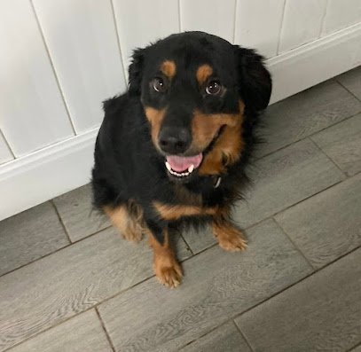 Dog day care in Wallington New Jersey Doggie Paradise Daycare Boarding Grooming 1