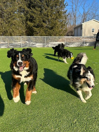 Dog day care in Walnutport Pennsylvania Waggin Tails Doggy Daycare LLC 1