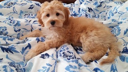 Dog day care in Waltham Massachusetts Dog Therapy 1