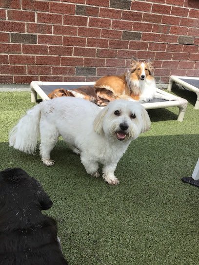 Dog day care in Waltham Massachusetts The Dog Retreat and Spa 1