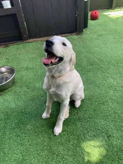 Dog day care in Wantagh New York The PawDorf 1