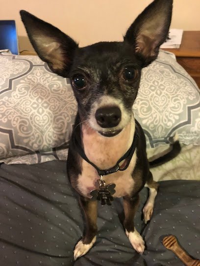 Dog day care in Wappingers Falls New York Gizmo s Dog Daycare 1