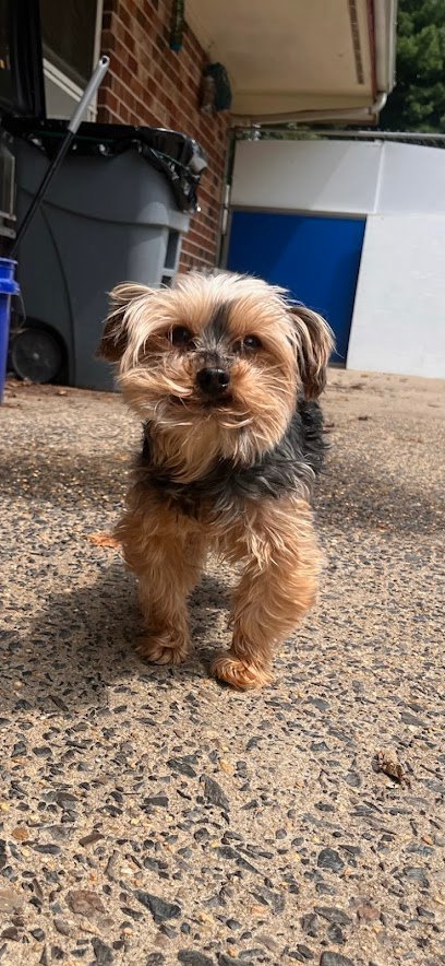 Dog day care in Warminster Pennsylvania Preppy Pet of Warminster 1