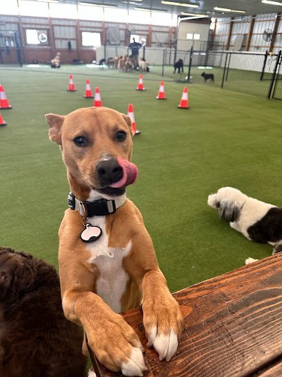 Dog day care in Warren New Jersey K9 Experts LLC  1