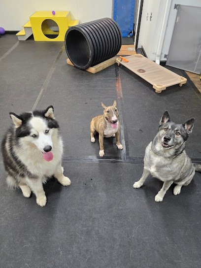 Dog day care in Warren Ohio Sit Happens Dog Training 1