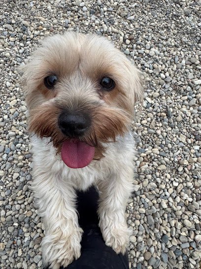 Dog day care in Washington Illinois Pine Lake Doggy Daycare Development Center 1