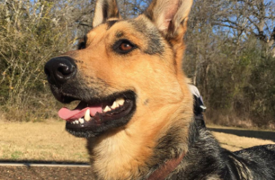 Dog day care in Washington Texas Camp Wag N Run 1