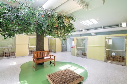 Dog day care in Watertown Massachusetts Toureen Pet Resort and Spa 1