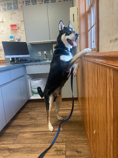 Dog day care in Watertown New York VCA North Country Animal Hospital 1