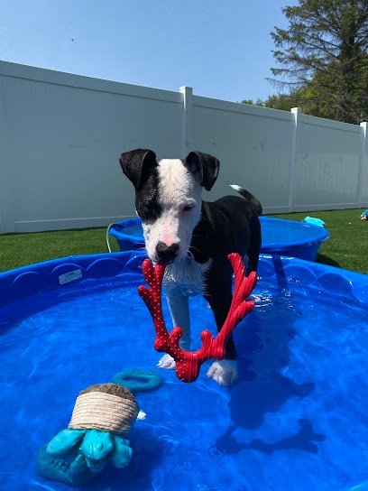 Dog day care in Watervliet New York Upstate Pet BnB Your Pet s BB 1