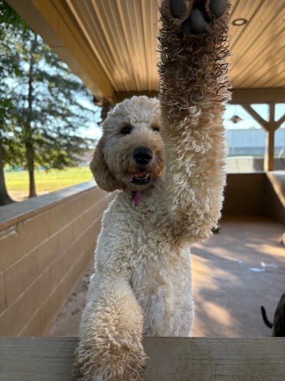 Dog day care in Watkinsville Georgia Mutty Paws