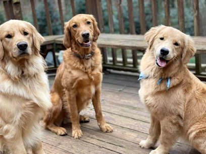 Dog day care in Watkinsville Georgia Wags n  Whiskers In Home Petsitting