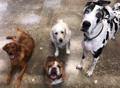 Dog day care in Waukee Iowa It s A Ruff Life Doggy Daycare Waukee 1