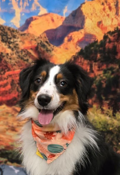 Dog day care in Waukee Iowa Waukee Bark Avenue 1