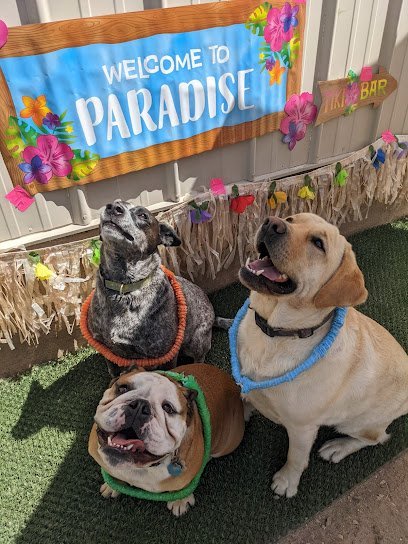 Dog day care in Waverly Iowa Paws Amore Corp 1