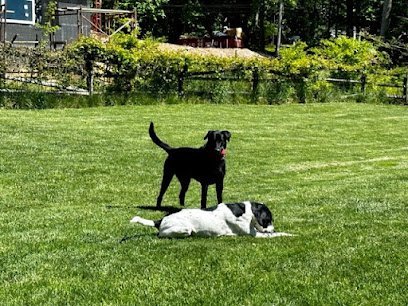 Dog day care in Wayne Pennsylvania Dog Boarding with a Family Wayne 1