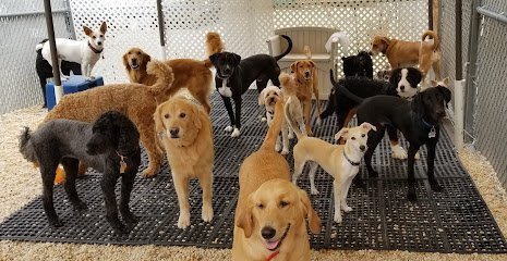Dog day care in Wayne Pennsylvania Paws@Play Dog Daycare 1