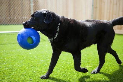 Dog day care in Waynesville North Carolina Maple Tree Dog Camp 1