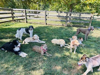 Dog day care in Waynesville Ohio Traveller s Stay and Play 1