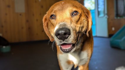 Dog day care in Webster New York Bonkerz Doggie Daycare Inc  1