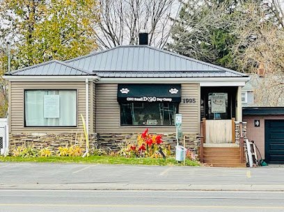Dog day care in Webster New York CNC Small Dog Day Camp 1
