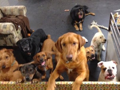 Dog day care in Webster New York Stay Play Dog Hotel Daycare 1