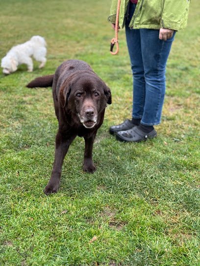 Dog day care in Webster New York Theravet Acres Rehabilitation Fitness 1