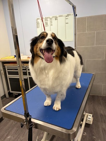 Dog day care in Webster Texas Dogtopia of Nasa 1