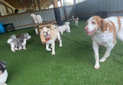 Dog day care in Wernersville Pennsylvania Diggity Dawg Daycare 1