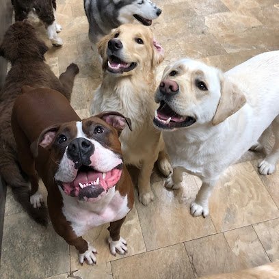 Dog day care in West Babylon New York K9CLUBHOUSE 1