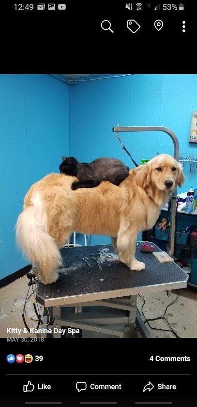 Dog day care in West Bloomfield Township Michigan Kanine Spa DayCare 1