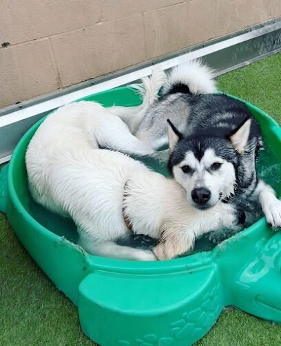 Dog day care in West Chester Township Ohio Dogtown West Chester 1