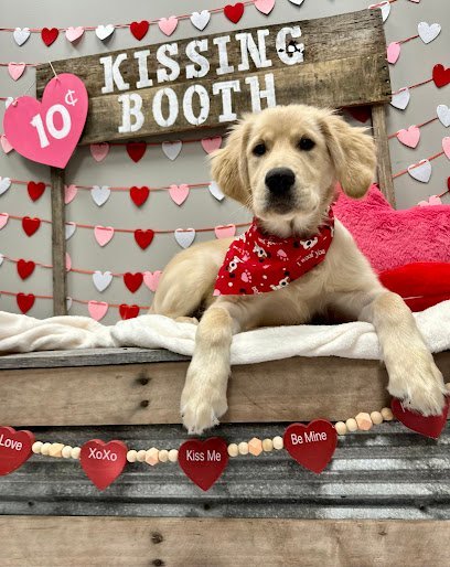 Dog day care in West Chester Township Ohio Pet Palace West Chester 1