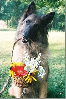 Dog day care in West Chester Township Ohio Training Tracks Canine Learning Station 1