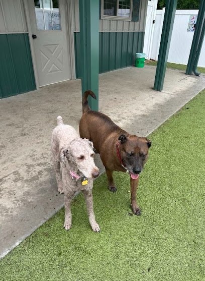 Dog day care in West Chicago Illinois Our Family Pet Sitting 1