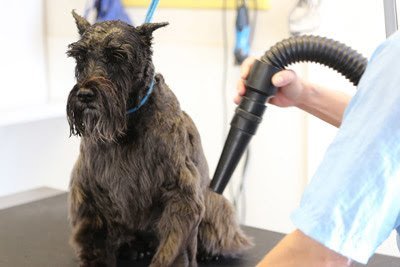 Dog day care in West Chicago Illinois Paws In Time 1