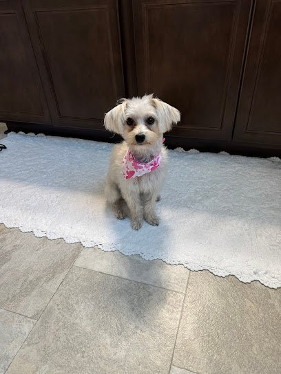 Dog day care in West Columbia South Carolina The Fritz Pet Resort and Spa 1