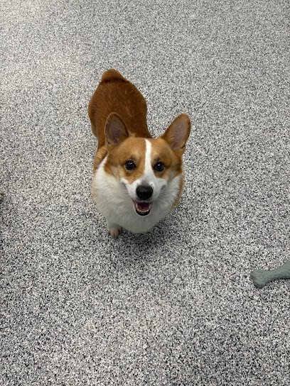 Dog day care in West Des Moines Iowa Second Home Pet Services 1