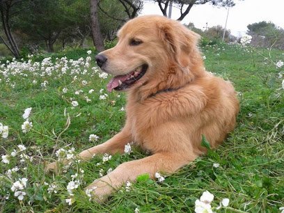 Dog day care in West End North Carolina Seven Lakes Kennels 1