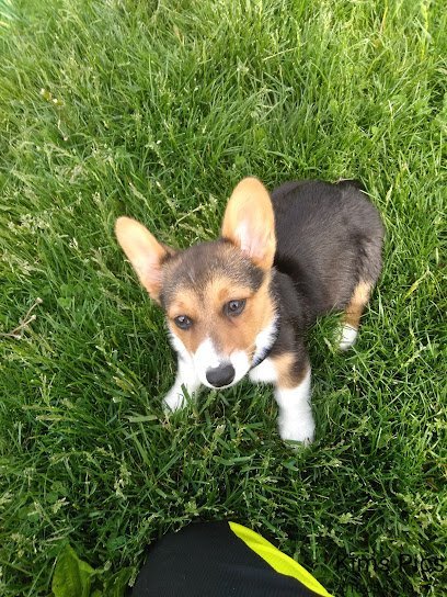 Dog day care in West Lafayette Indiana Klondike Kennels 1