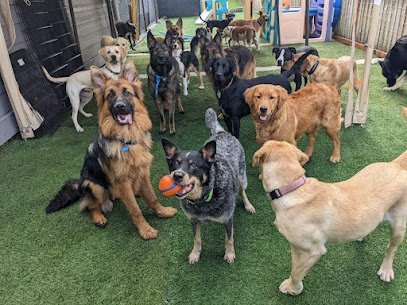 Dog day care in West Linn Oregon Safe Hound Doggy Daycare West Linn 1