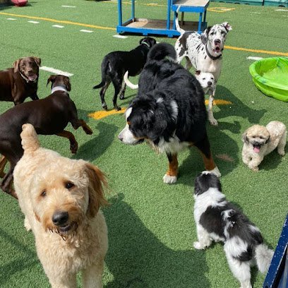 Dog day care in West Milford New Jersey Unleashed Dog Solutions 1