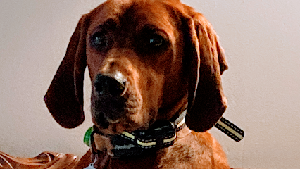 Dog day care in West Monroe Louisiana Doggy Days LLC 1