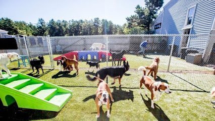 Dog day care in West Yarmouth Massachusetts Howladay Inn of Cape Cod Doggie Daycare Boarding Training 1
