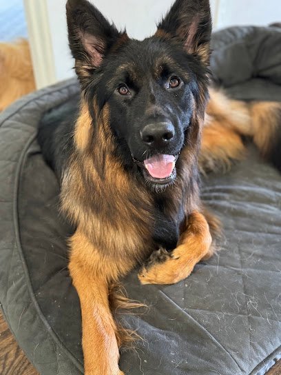 Dog day care in Westbrook Maine A1K9 Academy 1