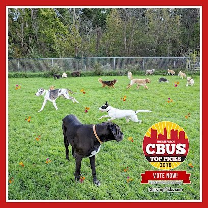 Dog day care in Westerville Ohio Play All Day 1